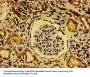 NME6 Antibody