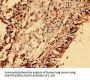 NME6 Antibody