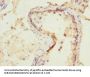 NMT2 Antibody