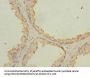 NMT2 Antibody