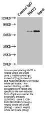 NMT2 Antibody