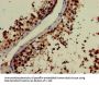 NOG Antibody