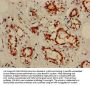 NOL3 Antibody