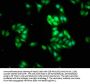 NOL3 Antibody