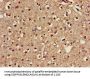 NOS1AP Antibody