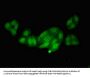 NOS1AP Antibody