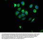 NOS2 Antibody