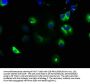 NOTCH2 Antibody