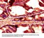 NOX1 Antibody