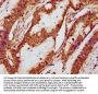 NOX1 Antibody