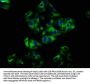 NOX1 Antibody