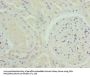 NOX4 Antibody