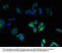 NOX4 Antibody