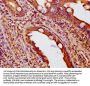 NOXO1 Antibody