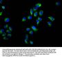 NOXO1 Antibody