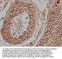 NPFFR2 Antibody