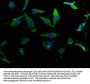 NPFFR2 Antibody