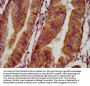 NPHP4 Antibody