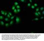 NPHP4 Antibody
