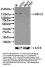 NPHS1 Antibody