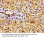 NPR3 Antibody