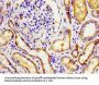 NPR3 Antibody