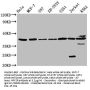 NPY2R Antibody