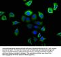 NPY2R Antibody