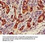 NQO1 Antibody