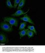 NQO1 Antibody
