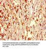 NR1H2 Antibody