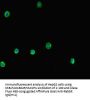 NR1H2 Antibody