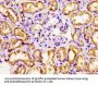 NR2F6 Antibody