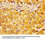 NR2F6 Antibody