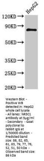 NR3C1 Antibody