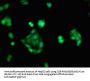 NR3C1 Antibody