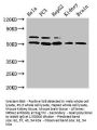 NR5A2 Antibody