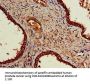 NR5A2 Antibody