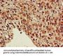 NR5A2 Antibody