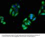 NRAS Antibody