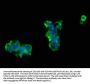 NRCAM Antibody