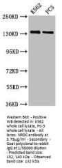 NRDC Antibody