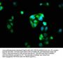 NRL Antibody
