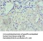 NRP1 Antibody