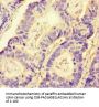 NRP2 Antibody