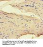 NRP2 Antibody