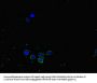 NRP2 Antibody