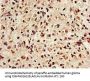 NTHL1 Antibody