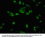 NTHL1 Antibody