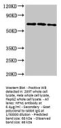 NTN1 Antibody